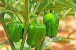 Green Peppers (Capsicum)