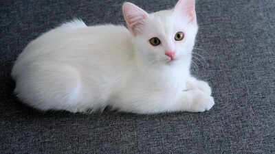 Your cat may be friendlier than you think: Researchers uncover a subtle way to bond