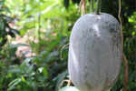 Benefits of White Petha Juice